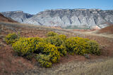 Rubber Rabbitbrush and Bighorn Range