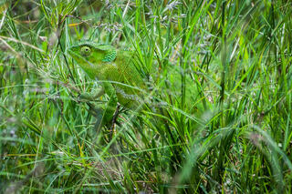 Reptiles, Amphibians, Insects, Arachnids