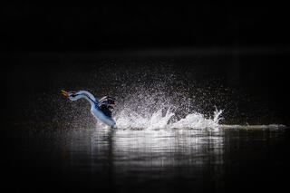 Grebe Mating Season: Early Action