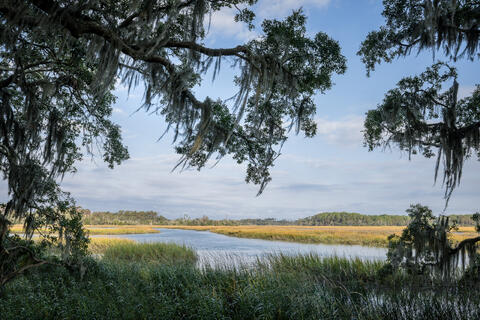 Live oaks, with Spanish moss dropping from its limbs, frame a view of the salt marsh along the South Carolina coast. 