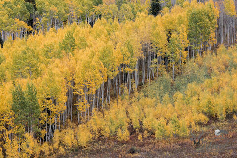 Colorado, CO, United States, US, USA, Fall, Color, Fall Color, Autumn, Autumn Color, Aspens, aspen, tree, trees, America,  mountain...