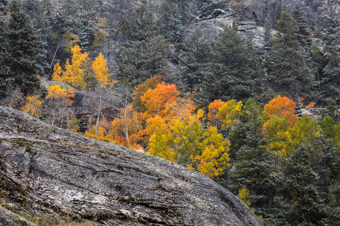 Colorado, CO, United States, US, USA, Fall, Color, Fall Color, Autumn, Autumn Color, Aspens, aspen, tree, trees, America,  mountain...