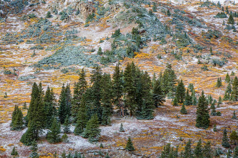 Colorado, CO, United States, US, USA, Fall, Color, Fall Color, Autumn, Autumn Color, Aspens, aspen, tree, trees, America,  mountain...