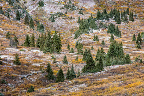 Colorado, CO, United States, US, USA, Fall, Color, Fall Color, Autumn, Autumn Color, Aspens, aspen, tree, trees, America,  mountain...