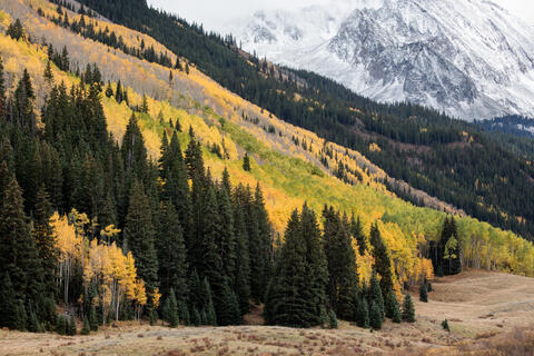golden aspens in fall foliage are seen in a mountainous valley dotted with conifers. Snowy mountains are seen in the distance. 