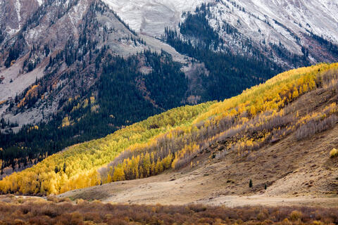 golden aspens in fall foliage are seen in a mountainous valley dotted with conifers. Snowy mountains are seen in the distance. 