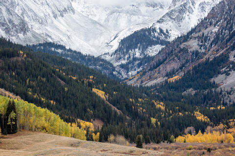 golden aspens in fall foliage are seen in a mountainous valley dotted with conifers. Snowy mountains are seen in the distance. 