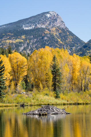 golden and yellow Aspen trees are reflected in a still lake containing a bear er lodge during the height of autumn in Colorado. 