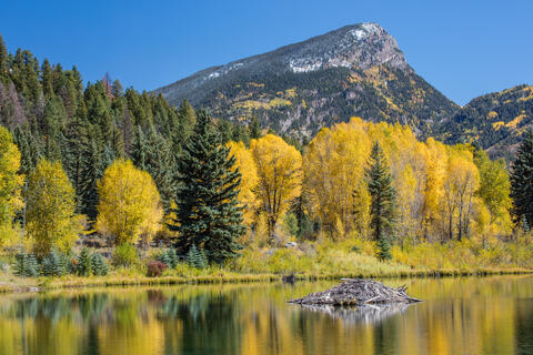 A beaver lodge is seen in the fall as the golden and yellow foliage of aspens are reflected in a still lake with a mountain in the background. 