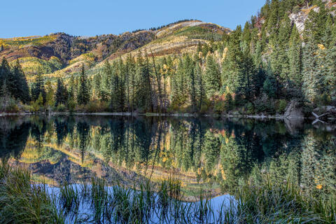 Colorado, CO, United States, US, USA, Fall, Color, Fall Color, Autumn, Autumn Color, Aspens, aspen, tree, trees, America,  mountain...