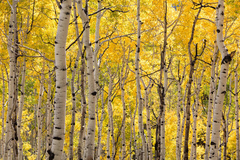 Colorado, CO, United States, US, USA, Fall, Color, Fall Color, Autumn, Autumn Color, Aspens, aspen, tree, trees, America,  mountain...