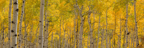 Colorado, CO, United States, US, USA, Fall, Color, Fall Color, Autumn, Autumn Color, Aspens, aspen, tree, trees, America,  mountain...