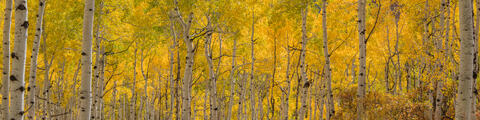 Colorado, CO, United States, US, USA, Fall, Color, Fall Color, Autumn, Autumn Color, Aspens, aspen, tree, trees, America,  mountain...
