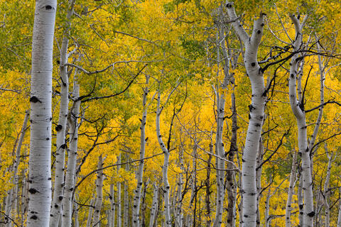 Aspen Trees in Autumn