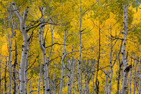 Colorado, CO, United States, US, USA, Fall, Color, Fall Color, Autumn, Autumn Color, Aspens, aspen, tree, trees, America,  mountain...
