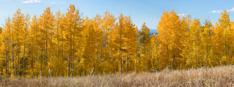 Colorado, CO, United States, US, USA, Fall, Color, Fall Color, Autumn, Autumn Color, Aspens, aspen, tree, trees, America,  mountain...