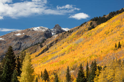 Colorado, CO, United States, US, USA, Fall, Color, Fall Color, Autumn, Autumn Color, Aspens, aspen, tree, trees, America,  mountain...