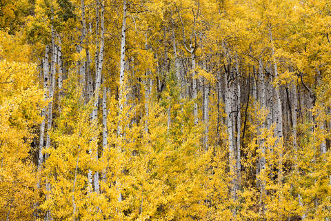 Colorado, CO, United States, US, USA, Fall, Color, Fall Color, Autumn, Autumn Color, Aspens, aspen, tree, trees, America,  mountain...
