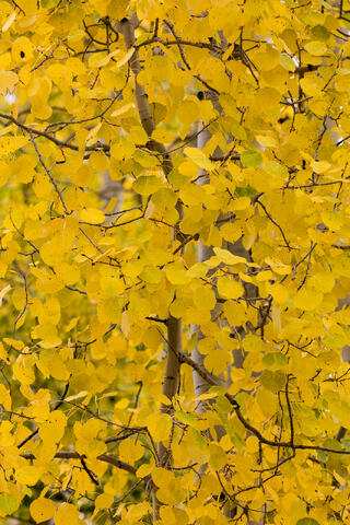 Colorado, CO, United States, US, USA, Fall, Color, Fall Color, Autumn, Autumn Color, Aspens, aspen, tree, trees, America,  mountain...