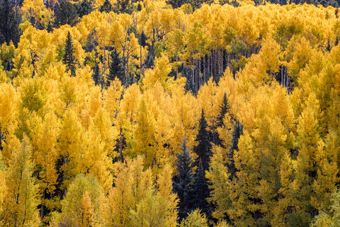 Colorado, CO, United States, US, USA, Fall, Color, Fall Color, Autumn, Autumn Color, Aspens, aspen, tree, trees, America,  mountain...
