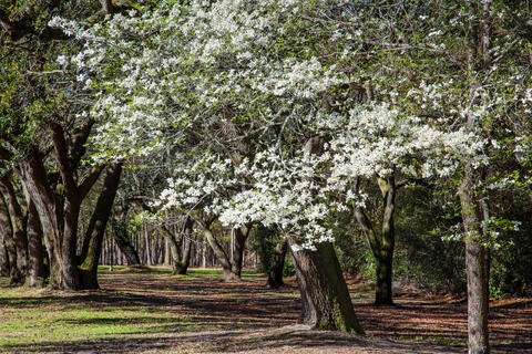 Dogwoods and Oaks