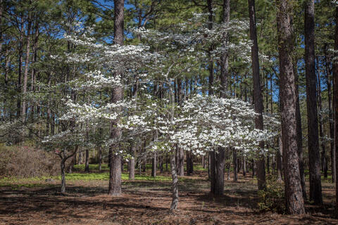 Dogwoods bloom in the spring in South Carolina among the pines in the pine barrens