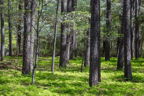 Dogwood trees flower and ferns grow under the pines in the pine barrens of South Carolina in the spring. 