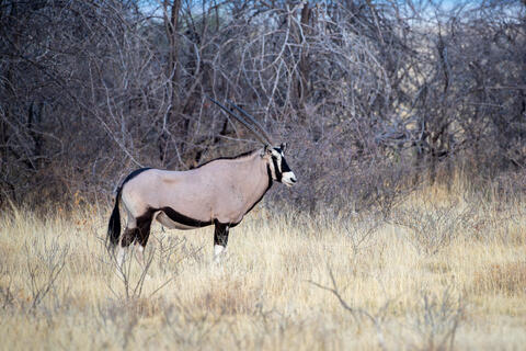 Gemsbok