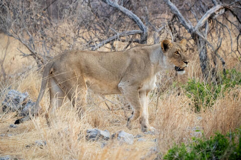 Lioness