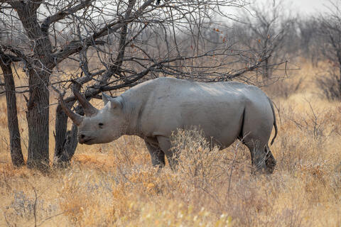Black Rhinocerus