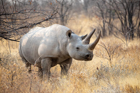 Black Rhinoceros