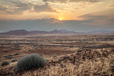 Desert Sunset and Euphorbia