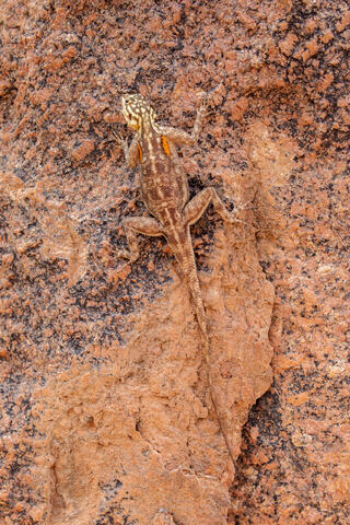Lizard