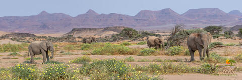 DesertAdapted Elephants