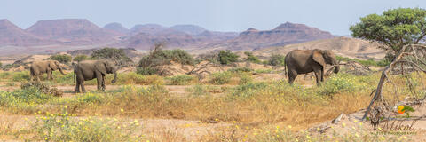 Desert-Adapted Elephants