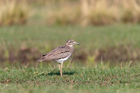 A water thick knee bird is seen at the side of a tributary creek of the zambezi river in africa.