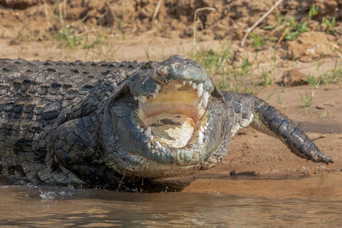 Nile Crocodile Threat Display