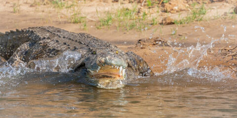 Zambia, africa, zambezi