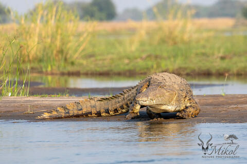 Crocodile 