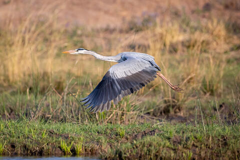 Great blue heron flying through a marsh in SC