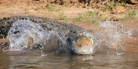 Zambia, africa, zambezi