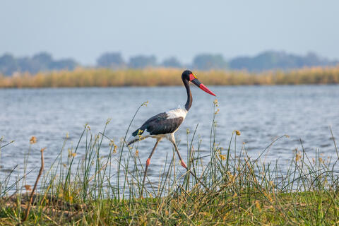 A male saddle-billed stork walks along the shore of the zambezi river in zambia, africa. 