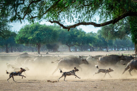 African Wild dogs chasing Cape buffalo