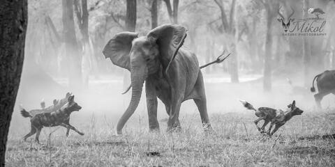 An Angry elephant confronts hunting African wild dogs