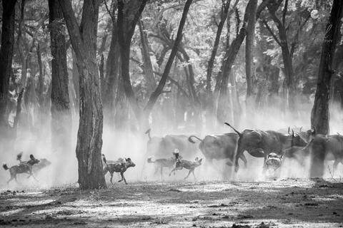 Pack of African Wild dogs pursues a herd of buffalo through the forest
