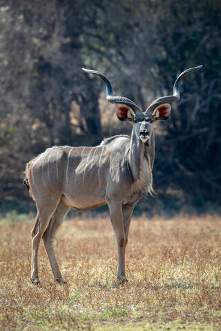 Kudu