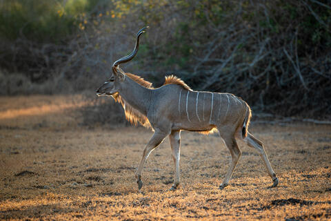 Kudu Bull