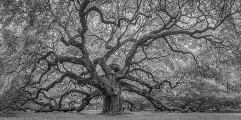 Angel Oak  Black and White