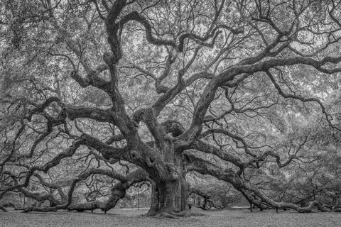 Angel OAk Johns Island, SC in Black and White
