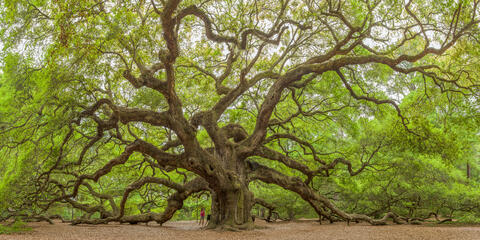 America, Atlantic, Brown, Carolina, Color, Colors, Edisto, Edisto Island, Even, Flora, Foliage, Live Oak, Overcast, Plants, Protected...